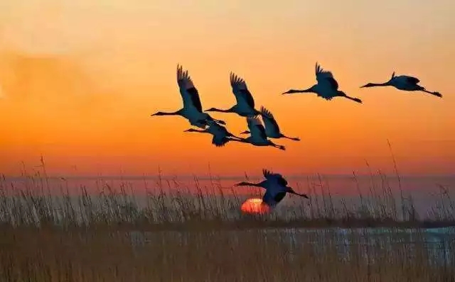  寒露將至，溫暖猶在!