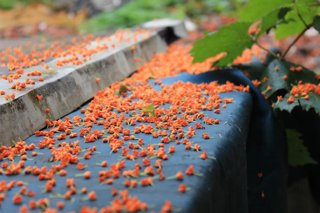 尋找秋日里的小美好！